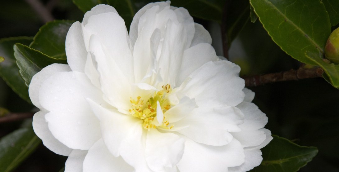 Picture of White Doves Camellia
