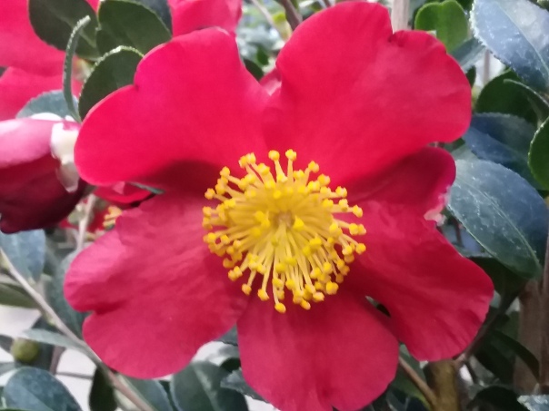 Picture of Yuletide Camellia
